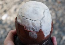 「Alburquerque Asin Tibuok」获注册为地理标志 传统海盐成为菲律宾文化与经济瑰宝